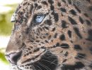 amurleopardn
