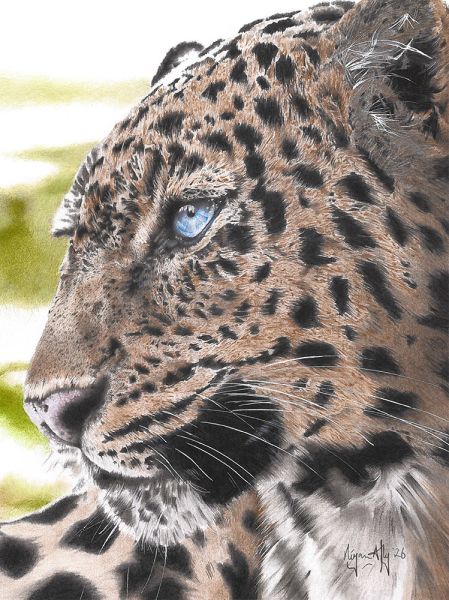 amurleopardn