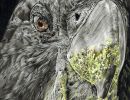 cockatoo1