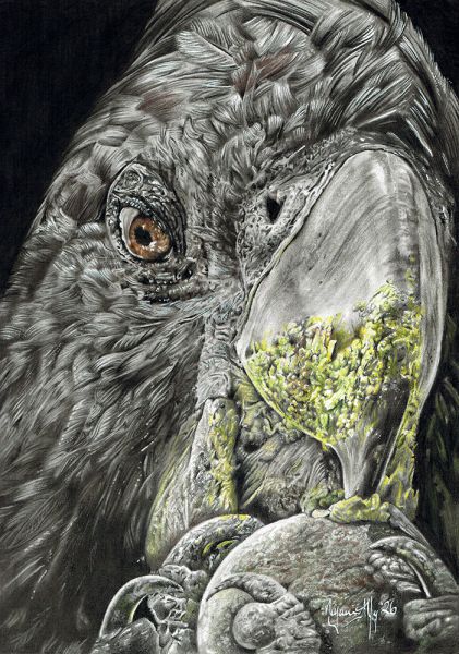 cockatoo1