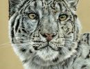 snowleopard1n