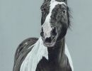 solhorse1n
